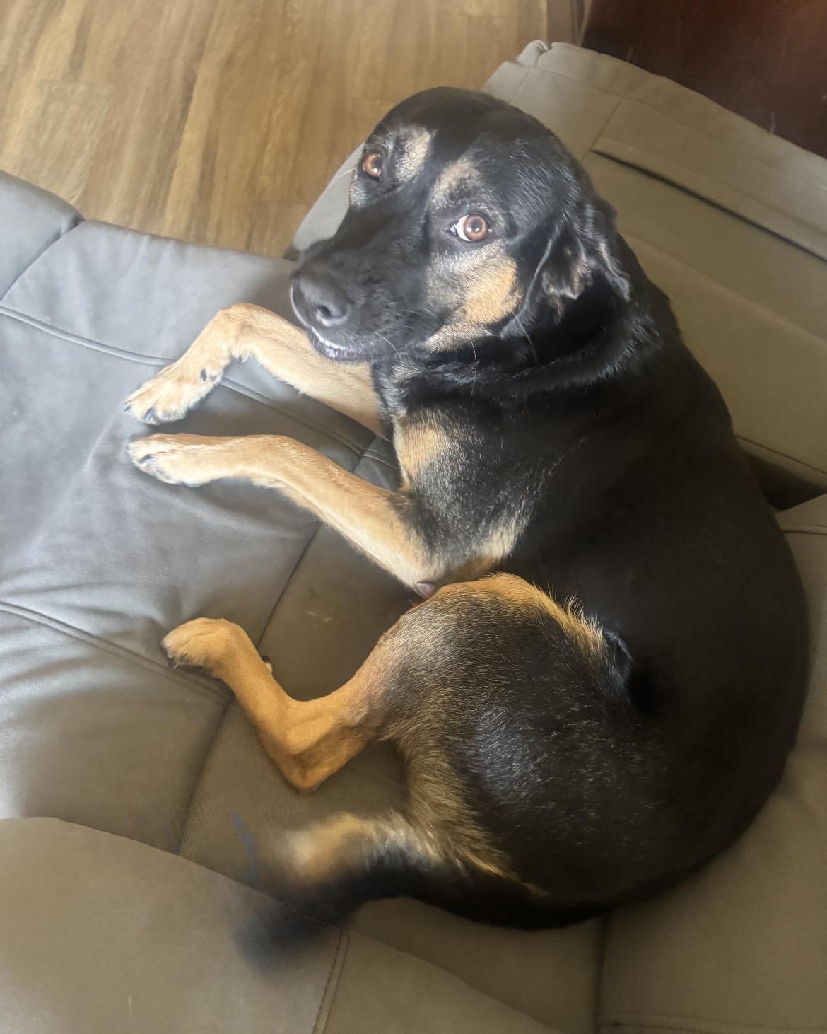 Andres Rabago's dog